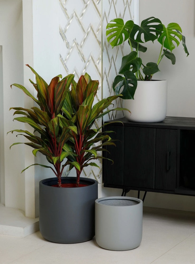 Indoor/Outdoor Large Nordic Minimalist Fiberstone Lightweight Round Cylinder Planter Pot - 12, 9 inch Matte Finish - Ficus Fiddle Fig