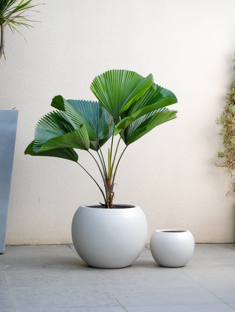 Indoor/Outdoor Large Nordic Minimalist Fiberstone Lightweight Round Curve Balloon Ball Tapered Decor Planter Pot - 16, 10 in Matte Finish