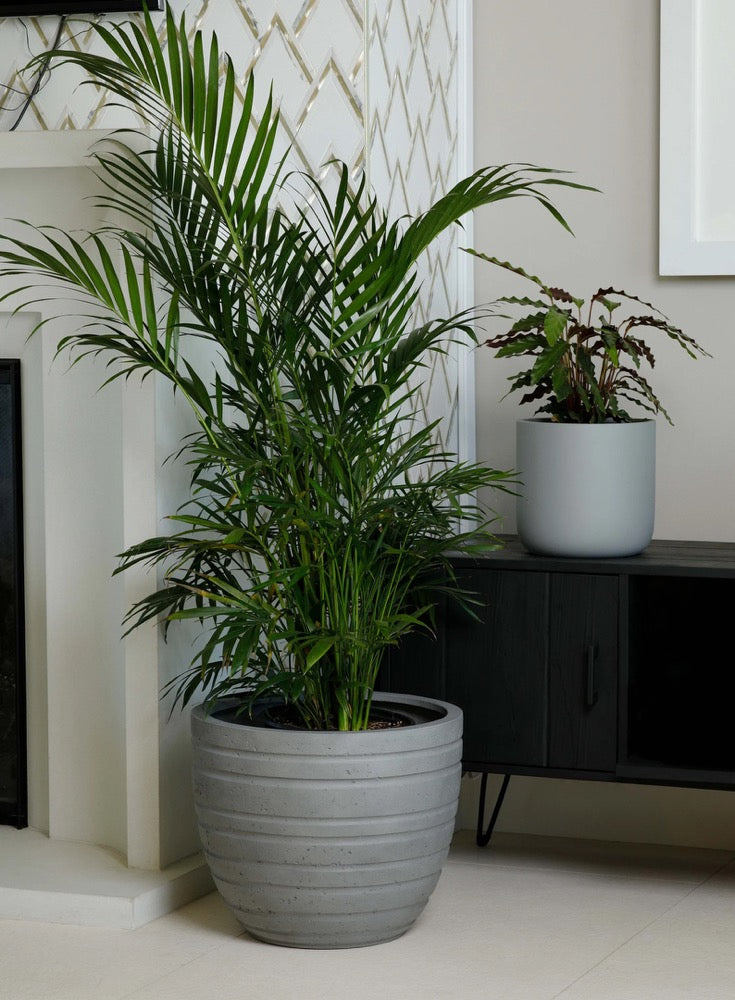 Indoor/Outdoor Large Nordic Minimalist Fiberstone Lightweight Round Cylinder Planter Pot - 12, 9 inch Matte Finish - Ficus Fiddle Fig